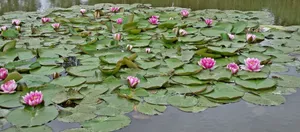 夏天池塘睡莲风景图片