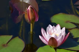 粉色莲花高清摄影图