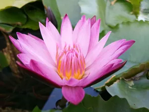 睡莲开花图片_1