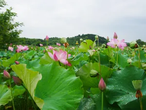 雨后荷塘风景图片_1