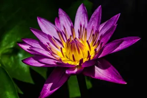 漂亮紫色莲花图片_1