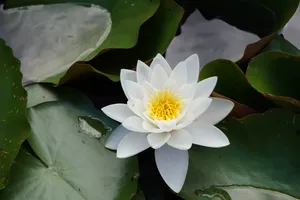 花园池塘荷花图片_1