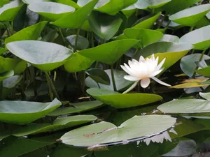 莲花池的荷花图片_1
