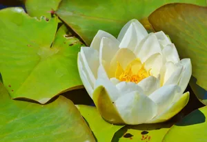 一朵灿烂白莲花图片_1
