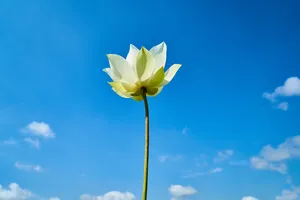 蓝天下一支荷花图片_1