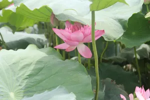 夏日荷花唯美图片_1
