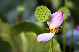 荷花藕图片