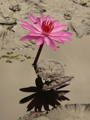 粉色睡莲图片_1