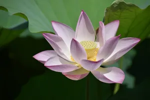 荷花高清图片_1