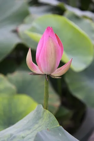 含苞待放的荷花图片_1