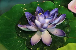 紫色荷花图片下载第1张