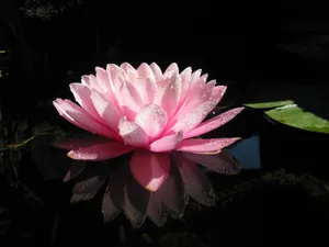湖面荷花高清图片