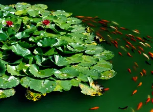 荷花鱼池素材图片下载