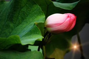 令箭荷花素材图片下载