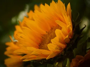 一朵向日葵花特写图片_1