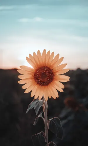 手机壁纸向日葵唯美图片