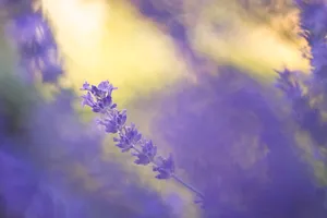 薰衣草淡紫色壁纸图片