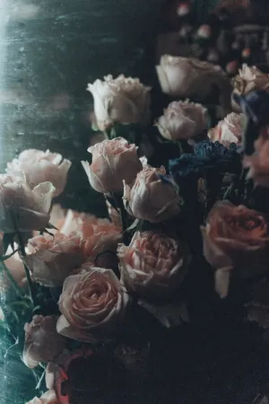粉色玫瑰花花束图片_1