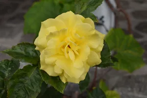 黄色玫瑰花朵开花图片_1
