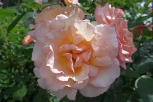 花园粉色玫瑰花朵图片_1