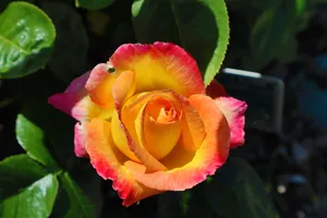 橙色玫瑰鲜花图片