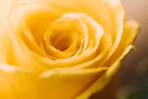 黄色玫瑰花花朵图片