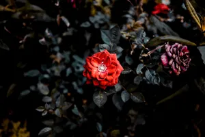 漂亮高清红玫瑰图片
