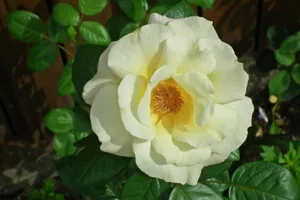 白玫瑰花朵开花图片_1
