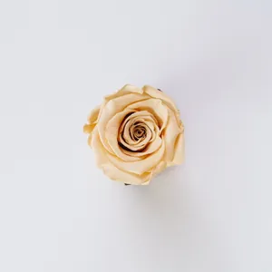 一朵黄色玫瑰花图片