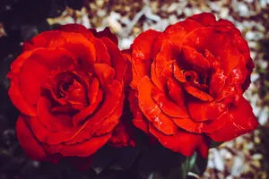两朵鲜艳玫瑰花图片_1