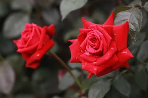 好看的玫瑰花图片