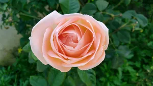 粉色玫瑰花朵特写图片_1