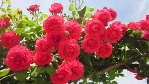 花园红色玫瑰花图片_1