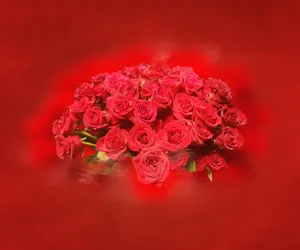 情人节红玫瑰花束图片