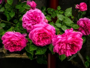 玫瑰花开放图片_1