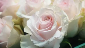 嫩粉色玫瑰花图片