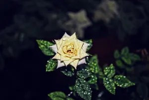 黄色露水玫瑰图片_1