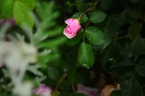 玫瑰花苞图片
