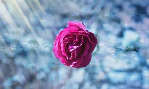 玫红色花朵玫瑰花图片
