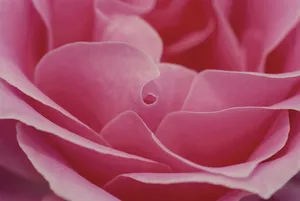 粉红色玫瑰花图片_1