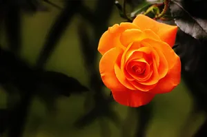 橙红色玫瑰花图片_1