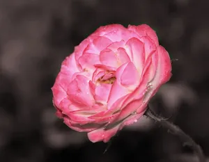 哭泣的玫瑰花图片_1