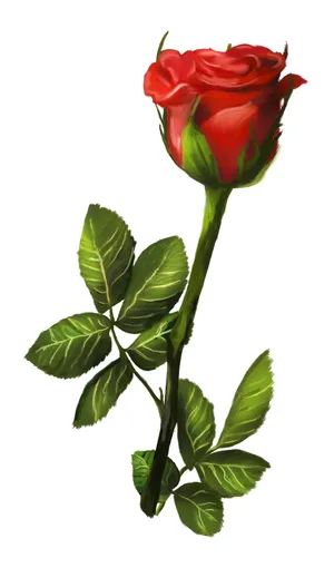 玫瑰花彩绘图片
