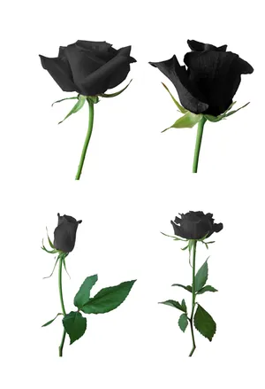 黑色玫瑰花图片_1