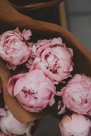 粉红色牡丹花高清图片_1