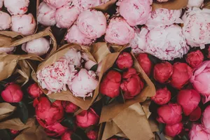 鲜艳牡丹花花苞图片_1