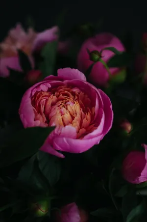 艳丽牡丹花花朵图片_1