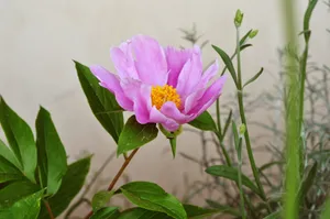 绽放牡丹花朵图片_1