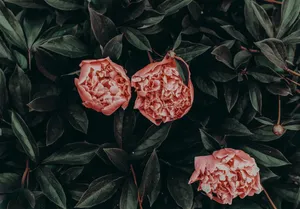 红牡丹花图片_1