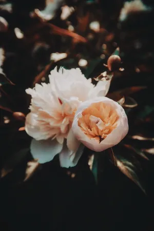两朵白色牡丹花图片